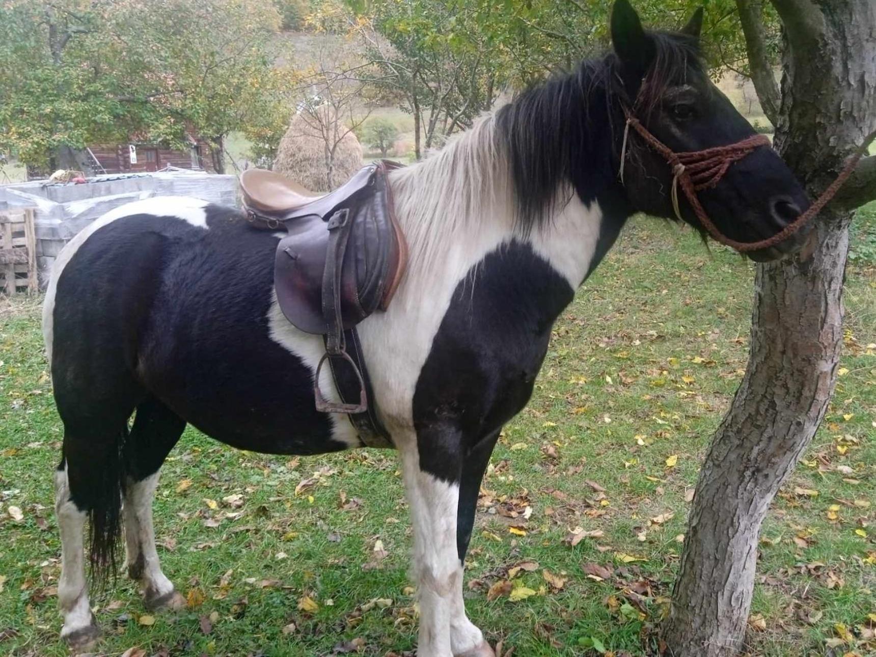 Isov Ranch Villa Plav Eksteriør bilde